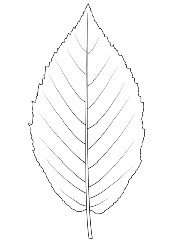 Yellow Birch Leaf Coloring Page